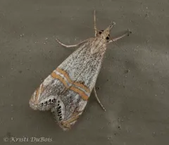 California Grass-veneer Moth thumbnail 4