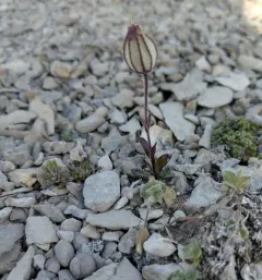 Apetalous Catchfly thumbnail 3