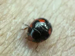 Lateral Sigil Lady Beetle thumbnail 4