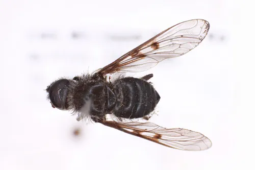 Anthrax plesius
