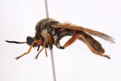 Myelaphus lobicornis thumbnail 1