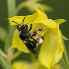 Dark-footed Yellow Loosestrife Bee thumbnail 3