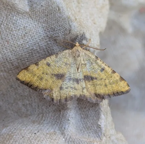 Macaria amboflava