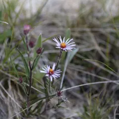 Yukon Aster thumbnail 3