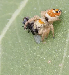 Apache Jumping Spider thumbnail 4