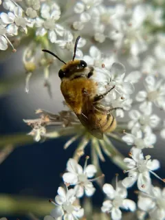 Goldenrod Cellophane Bee thumbnail 2