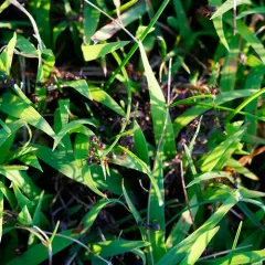 Prairie Mound Ant thumbnail 4