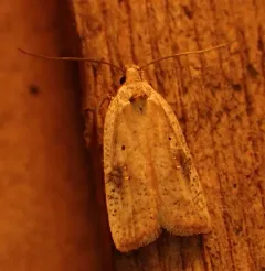 Gorse Tip Moth thumbnail 3