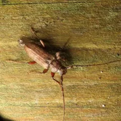 Opsimus quadrilineatus thumbnail 4