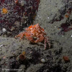 Brown Box Crab thumbnail 4