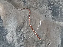 Western Milksnake thumbnail 2