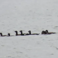 White-winged Scoter thumbnail 2