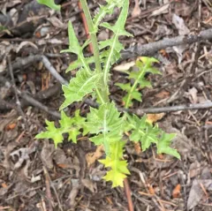 Fewleaf Thistle thumbnail 4