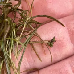 leafy pondweed thumbnail 4