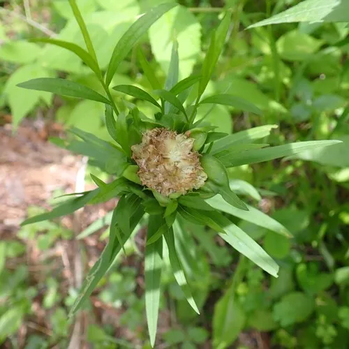 Rhopalomyia lobata