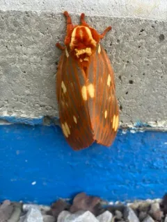 Regal Moth thumbnail 4