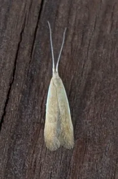 Pecan Cigar Casebearer thumbnail 3