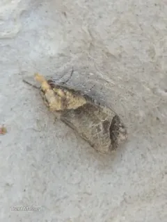 Phtheochroa birdana thumbnail 2