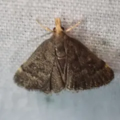 Merrick's Crambid Moth thumbnail 4