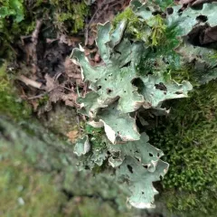 freckled pelt lichen thumbnail 3