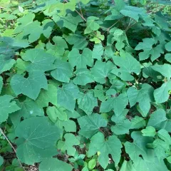 summer grape thumbnail 4