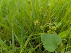 Short-point Flatsedge thumbnail 3