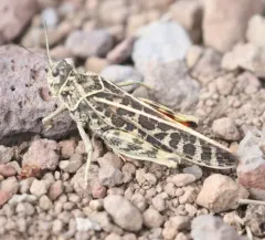 Red-shanked Grasshopper thumbnail 4