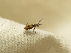 Malachius mirandus thumbnail 3