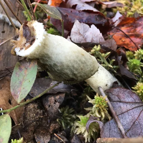 Ravenel's stinkhorn