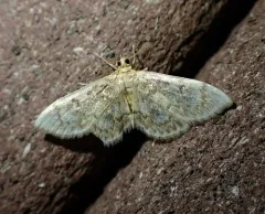 Quebec Anania Moth thumbnail 1