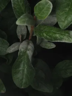 Podosphaera shepherdiae thumbnail 4