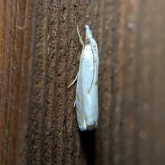 Gold-striped Grass-veneer thumbnail 3