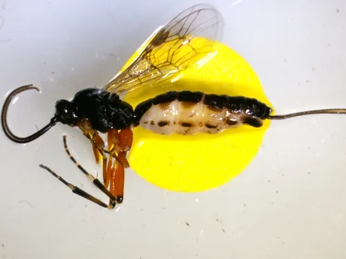 Glypta fumiferanae