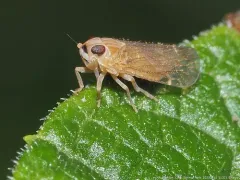 Haplaxius pictifrons thumbnail 2