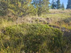 Richardson's needlegrass thumbnail 4