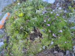 Polar Willow thumbnail 4