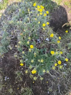 High Arctic Cinquefoil thumbnail 4