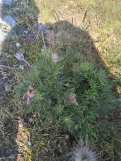 Porcupine River thimbleweed thumbnail 4