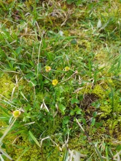 Dwarf Buttercup thumbnail 3