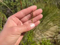 Simple Bog Sedge thumbnail 4