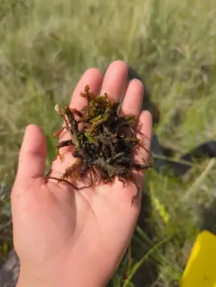 Hooked Scorpion-moss thumbnail 4