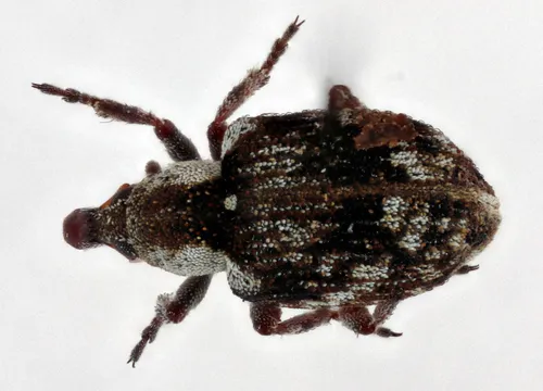 Azolla Weevil