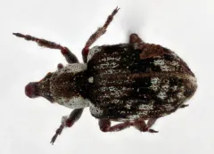 Azolla Weevil thumbnail 1