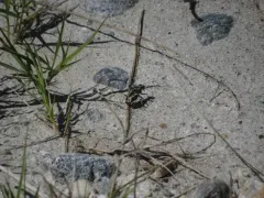 Dark Saltflat Tiger Beetle thumbnail 3