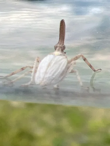 Scolops abnormis