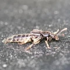 Tympanophorus puncticollis thumbnail 4