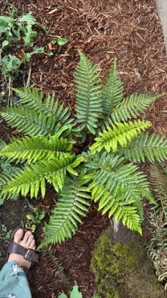 Japanese tassel fern thumbnail 2