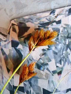 Crawford's sedge thumbnail 2