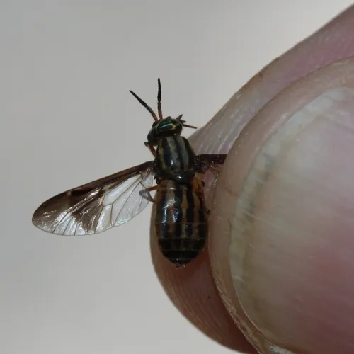 Wandering Deer Fly