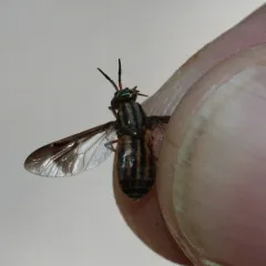 Wandering Deer Fly thumbnail 1